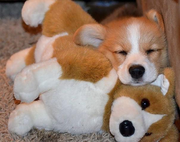 รูปภาพ:http://static.boredpanda.com/blog/wp-content/uploads/2017/04/animals-sleeping-cuddling-stuffed-toys-137-58f07b5a98fa0__605.jpg