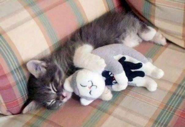 รูปภาพ:http://static.boredpanda.com/blog/wp-content/uploads/2017/04/animals-sleeping-cuddling-stuffed-toys-122-58f06e90af89e__605.jpg