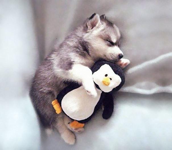 รูปภาพ:http://static.boredpanda.com/blog/wp-content/uploads/2017/04/animals-sleeping-cuddling-stuffed-toys-118-58f069e1785d3__605.jpg