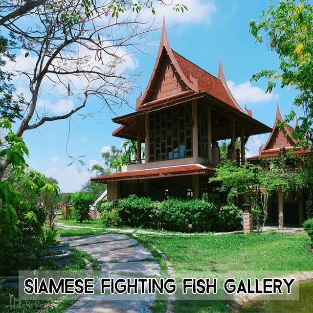 ตัวอย่าง ภาพหน้าปก:เรียนรู้ชีวิตนักสู้แห่งสายน้ำ ที่ .. พิพิธภัณฑ์ปลากัดไทย