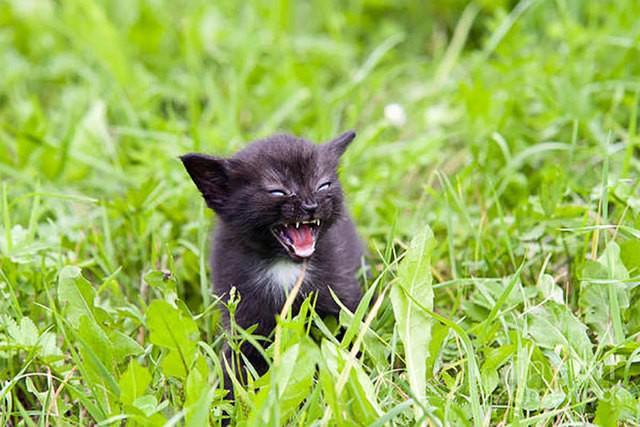รูปภาพ:http://static.boredpanda.com/blog/wp-content/uploads/2017/05/angry-kittens-4-591aef315d0d6__700.jpg