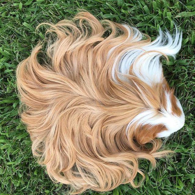 รูปภาพ:http://static.boredpanda.com/blog/wp-content/uploads/2017/04/long-haired-guinea-pigs-58fde6ce7d342__700.jpg