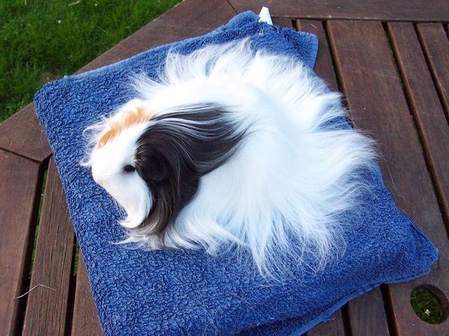 รูปภาพ:http://static.boredpanda.com/blog/wp-content/uploads/2017/04/long-haired-guinea-pigs-58fdee11b80a5__700.jpg