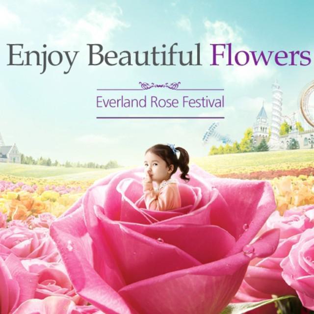 ตัวอย่าง ภาพหน้าปก:ต้องรีบไป!! Everland Rose Festival เทศกาลกุหลาบ จัดขึ้นที่ Everland เกาหลี