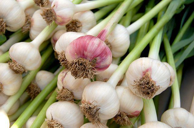 รูปภาพ:https://media.mnn.com/assets/images/2009/10/garlic-stems.jpg.638x0_q80_crop-smart.jpg