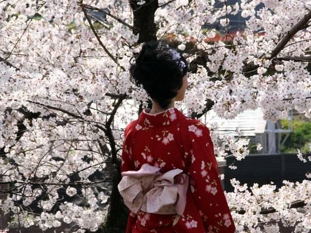 รูปภาพ:http://static1.businessinsider.com/image/559c1d5decad045510fc8f86-1200/japan-is-famous-for-its-cherry-blossoms-and-kyoto-is-full-of-the-incredible-trees.jpg