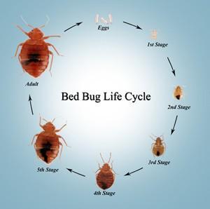 รูปภาพ:https://www.tenants-rights.org/wp-content/uploads/2013/07/bed-bug-life-cycle.jpg
