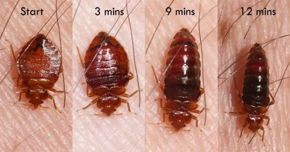 รูปภาพ:http://citybugs.tamu.edu/files/2010/12/bed-bug-feeding-Whitney-Cranshawb.jpg
