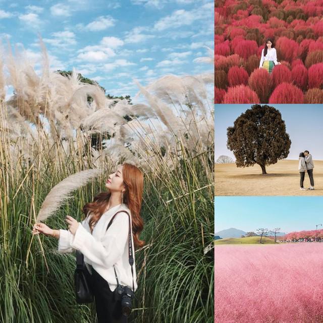 ภาพประกอบบทความ 5 พิกัดเที่ยวนอกหนาวนี้ ต้อง "เกาหลีสายธรรมชาติ" #ทิ้งวิวแสงสี รอบนี้ขอหลีทุ่งไม้ใบหญ้า! 🌳🍁