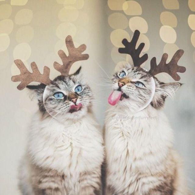 ตัวอย่าง ภาพหน้าปก:ชวนยิ้มแก้มปริกับ 'ภาพสัตว์เลี้ยง' ที่พร้อมสำหรับเทศกาล Christmas แล้ว!!