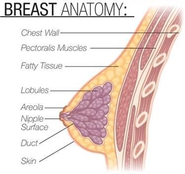รูปภาพ:http://www.siuh.edu/images/breast_anatomy84455905.jpg