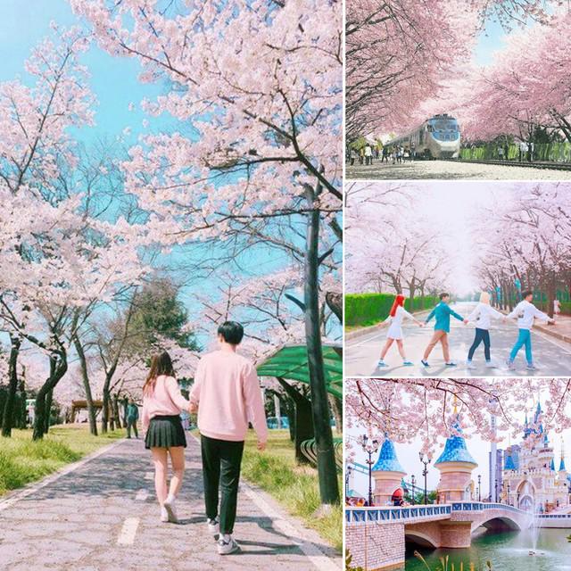 ภาพประกอบบทความ เคลียร์วันให้พร้อม! 5 ที่ในเกาหลี ชม 'ดอกซากุระ' แบบฟินๆ อินกับ Spring 2018! 🌸