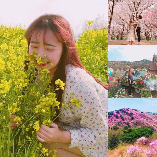 ภาพประกอบบทความ หนีสงกรานต์ ไปดู "3 ดินแดน ดอกไม้บาน ที่เกาหลี!"  #เกาหลีกับวิวสวยๆ เป็นของคู่กัน 🌷