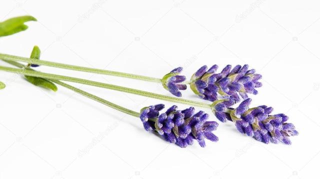 รูปภาพ:https://st2.depositphotos.com/1764858/5488/i/950/depositphotos_54887051-stock-photo-fresh-lavender.jpg