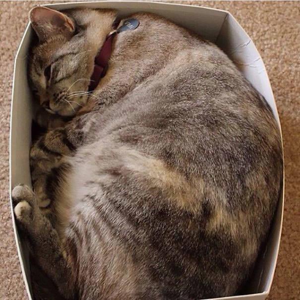 รูปภาพ:http://www.catdumb.com/wp-content/uploads/2015/09/Instagrams-most-famous-cat-Nala7__605.jpg