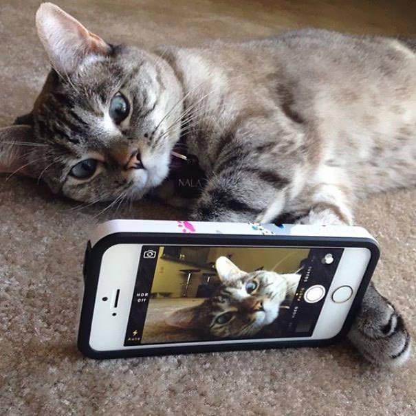 รูปภาพ:http://www.kidtam.com/wp-content/uploads/2015/09/Instagrams-most-famous-cat-Nala6__605.jpg