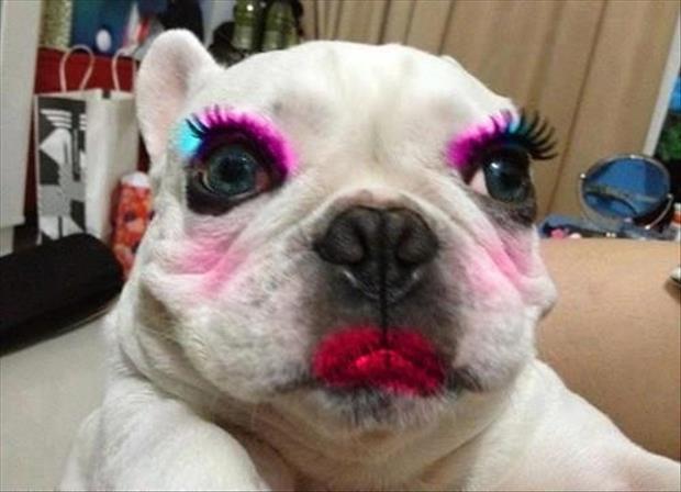 รูปภาพ:https://www.askideas.com/media/08/Dog-Funny-Makeup-Face.jpg