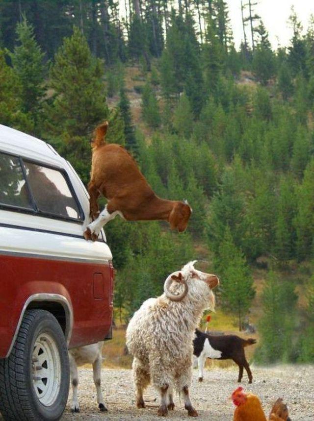 รูปภาพ:https://www.bestfunnies.com/wp-content/uploads/2012/11/Funny-Moments-Of-Animals-Life-10.jpg