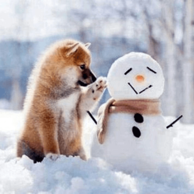 ภาพประกอบบทความ รวมภาพ สัตว์โลกน่ารัก ท่ามกลางหิมะ ต้อนรับหน้าหนาว