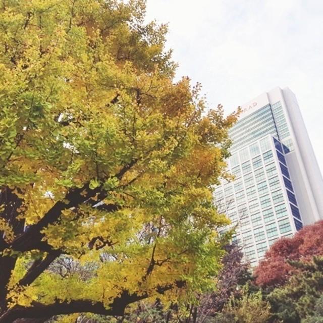 ภาพประกอบบทความ ออกไปตามล่า 'ใบไม้เปลี่ยนสีที่สวน Hamarikyu' โอเอซิสใจกลางกรุงโตเกียว