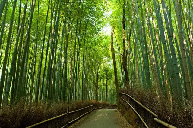 รูปภาพ:http://media1.popsugar-assets.com/files/2014/05/14/338/n/1922441/819f774c01bcca48_shutterstock_86736463.xxxlarge/i/Arashiyama-Bamboo-Grove-Japan.jpg