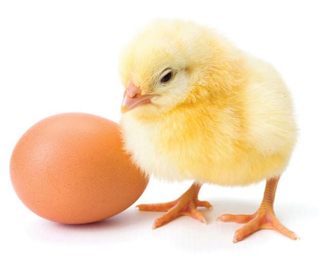 รูปภาพ:https://www.jonestownag.com/retail/Pet-and-Animal-Feed/Poultry-Feed