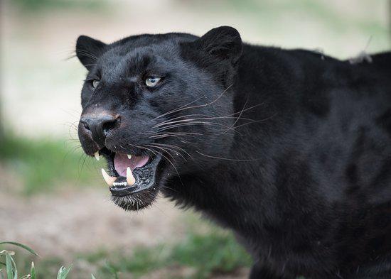 รูปภาพ:https://media-cdn.tripadvisor.com/media/photo-s/0d/db/fb/9c/spike-the-black-leopard.jpg