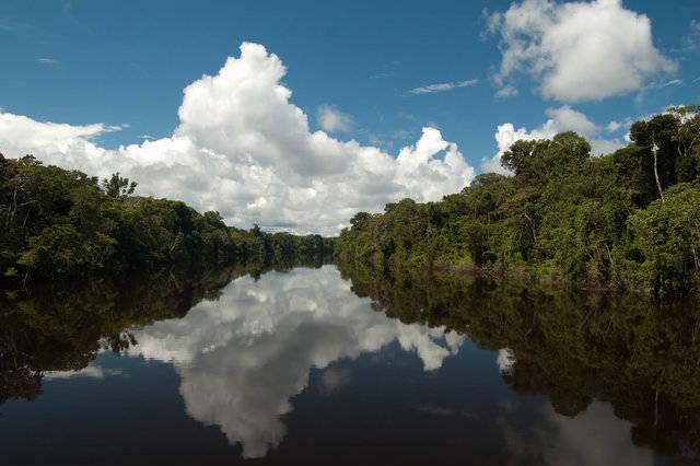 รูปภาพ:http://guardianlv.com/wp-content/uploads/2013/10/Amazon-rain-forest-estimated-to-have-16000-species-of-tree.jpg