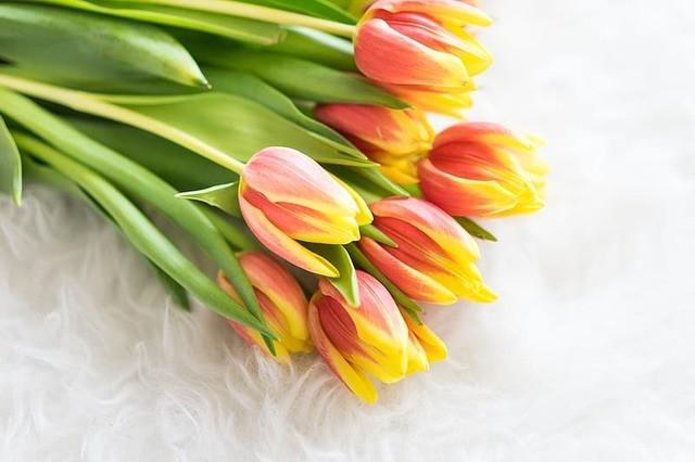 รูปภาพ:https://p0.pikrepo.com/preview/325/92/bouquet-of-kees-nelis-tulips-on-white-synthetic-pelt.jpg