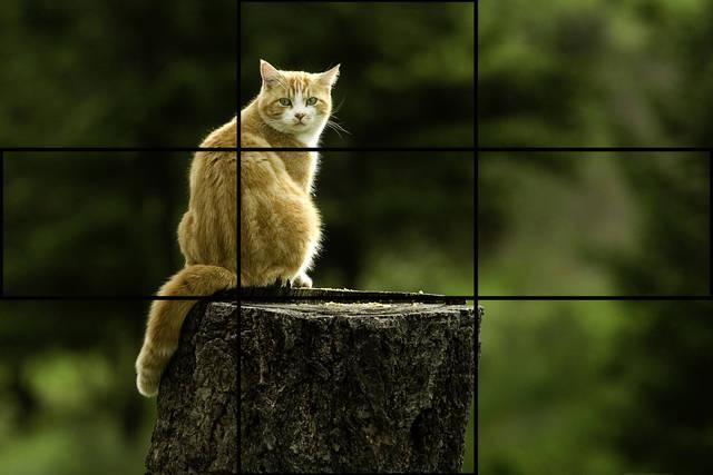 รูปภาพ:https://enmanscamera.files.wordpress.com/2013/09/cat-rule-of-thirds.jpg