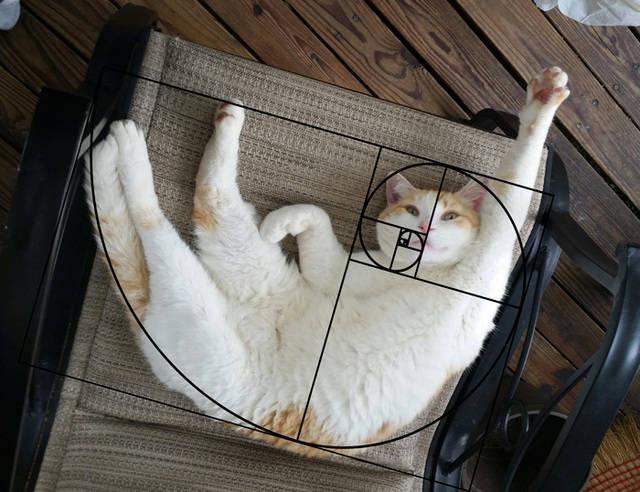 รูปภาพ:http://static.boredpanda.com/blog/wp-content/uploads/2016/02/fibonacci-composition-cats-furbonacci-91__700.jpg