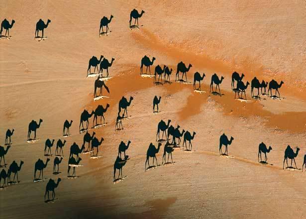 รูปภาพ:http://s.ngm.com/2008/08/photo-contest/img/steinmetz-camel-shadows-615.jpg