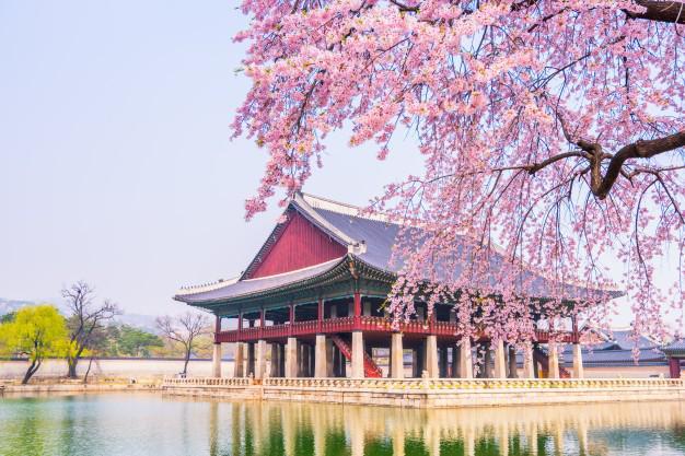 รูปภาพ:https://image.freepik.com/free-photo/cherry-blossom-gyeongbokgung-palace-seoul-south-korea_40171-205.jpg