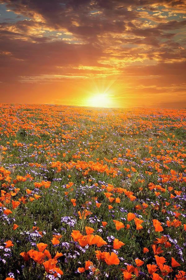 รูปภาพ:https://images.fineartamerica.com/images/artworkimages/mediumlarge/1/high-desert-wildflower-sunset-lynn-bauer.jpg
