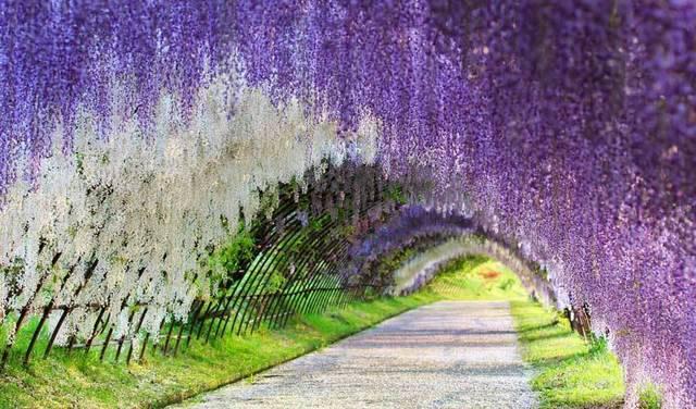 รูปภาพ:http://www.guiddoo.com/wp-content/uploads/2015/10/Kawachi-Fuji-Gardens-Japan.jpg