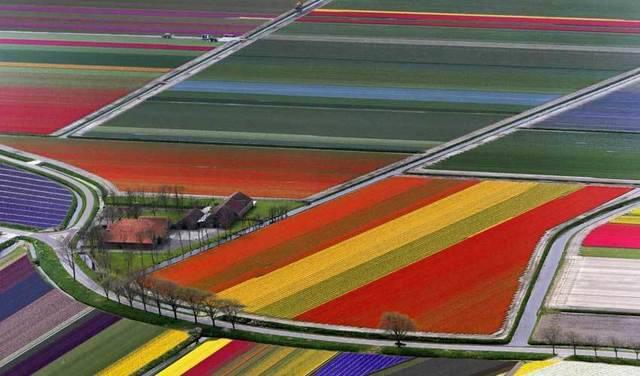 รูปภาพ:http://www.guiddoo.com/wp-content/uploads/2015/10/Tulip-Fields-Netherlands.jpg