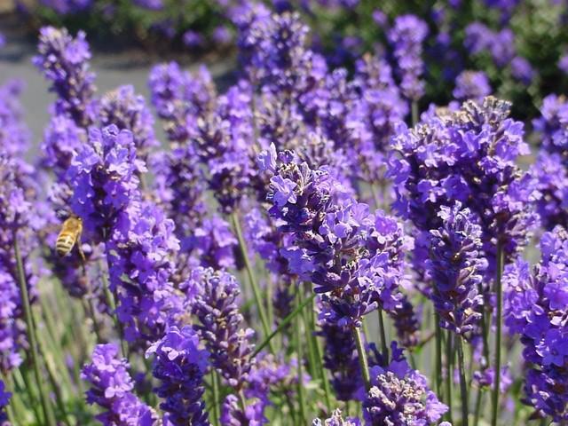 รูปภาพ:http://www.lavenderconnection.com/images/Page%20photos/closeup%20lavender.jpg