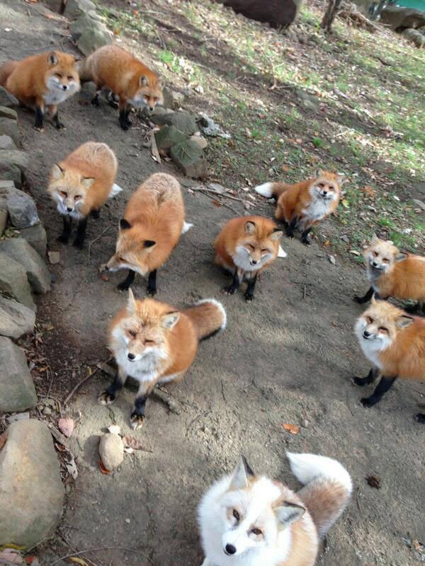 รูปภาพ:http://boredfastfood.com/wp-content/uploads/2015/06/extreme-cuteness-zao-fox-village-japan-outdoor-road-holiday-adventure-planner-24.jpg