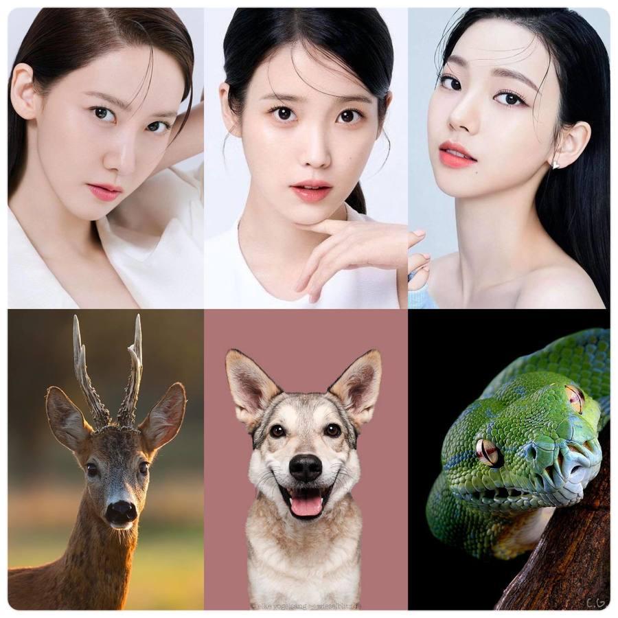 ตัวอย่าง ภาพหน้าปก:รูปหน้าเราเป็นแบบไหน ? “Animal Face Type” เช็กรูปหน้าตัวเองตามเทรนด์ไอดอลเกาหลี