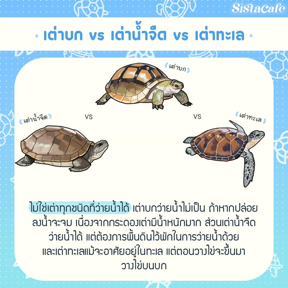 รูปภาพ:เต่าบก vs เต่าน้ำจืด vs เต่าทะเล