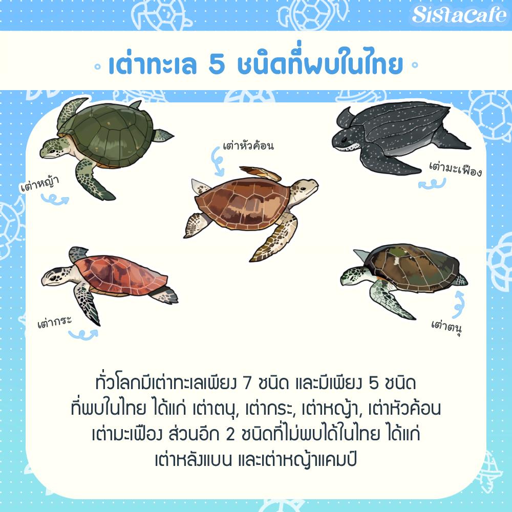 รูปภาพ:เต่าทะเล 5 ชนิดในไทย