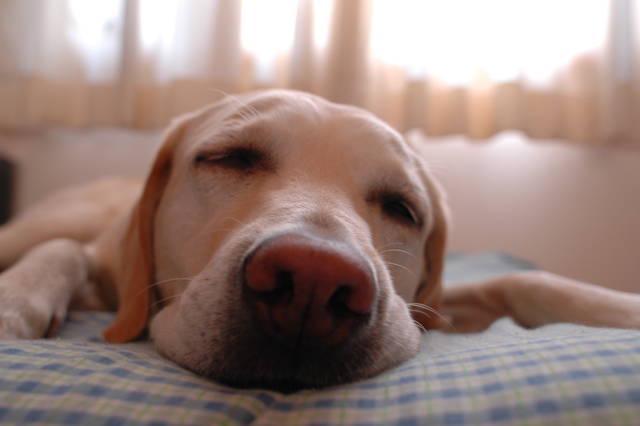 รูปภาพ:https://upload.wikimedia.org/wikipedia/commons/1/17/Dog.in.sleep.jpg
