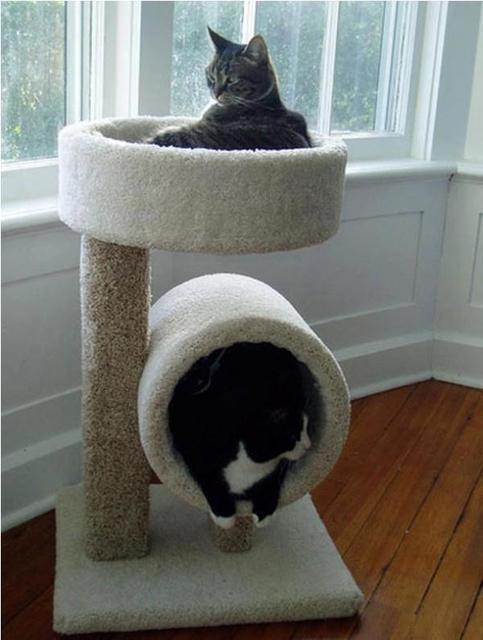 รูปภาพ:http://goodshomedesign.com/wp-content/uploads/2012/12/Comfortable-Bed-for-Your-Cat.jpg