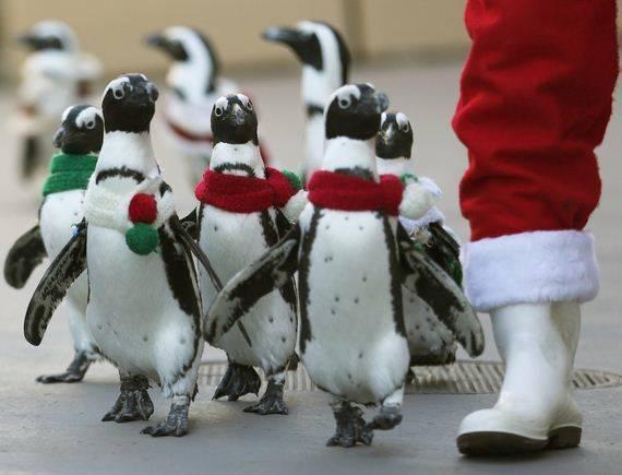 รูปภาพ:http://www.barnorama.com/wp-content/images/2012/03/some-penguins-dressed-up-in-christmas/01-some-penguins-dressed-up-in-christmas.jpg