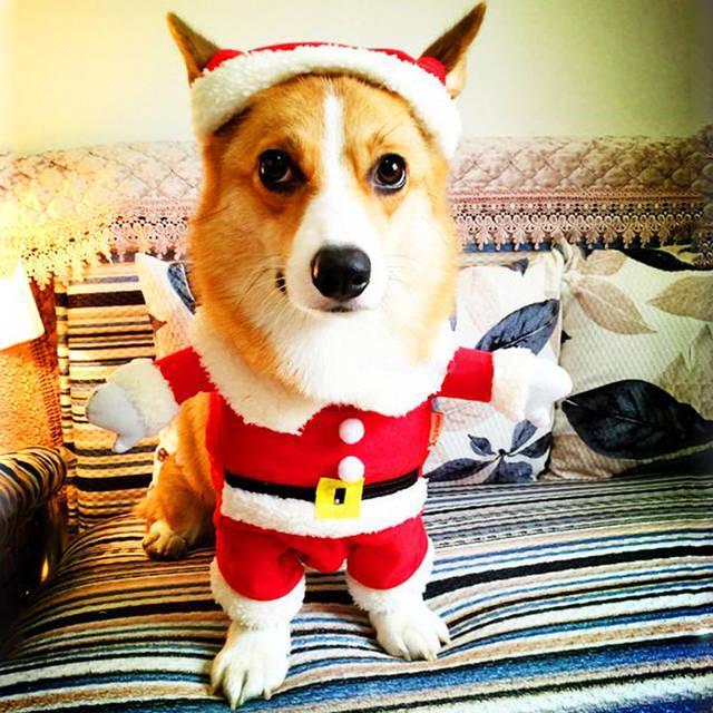 ตัวอย่าง ภาพหน้าปก:รวมรูปสัตว์เลี้ยงน่ารัก ในชุดซานต้าครอส น่ากอด น่าอุ้มสุด ๆ !!