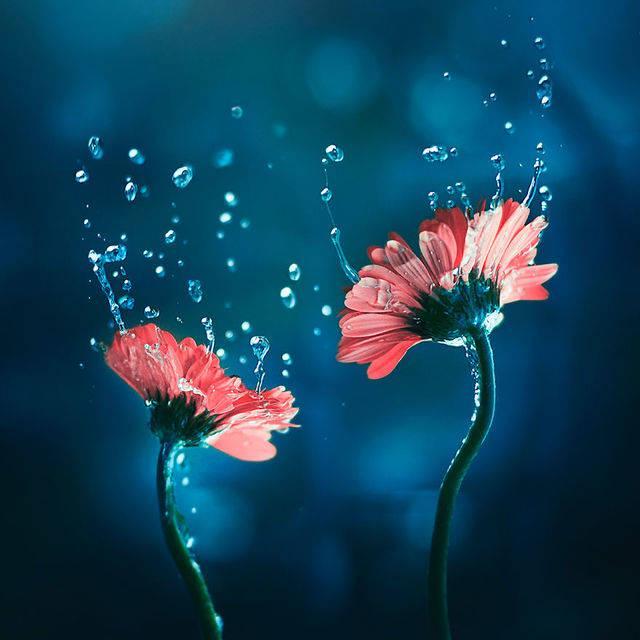 ภาพประกอบบทความ ไอเดียถ่ายภาพดอกไม้ในมุมมุมแปลกๆ กับอารมณ์ที่แตกต่างกัน