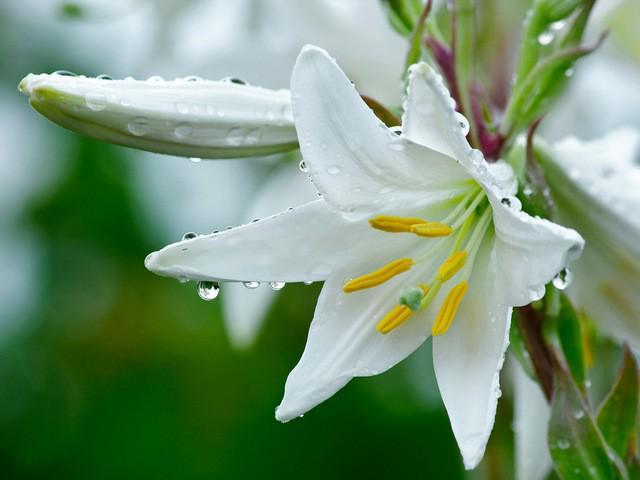 รูปภาพ:https://2.bp.blogspot.com/-SoScjo9Odz4/UL3RlmDrgFI/AAAAAAAAAZU/N_S74M4iX-U/s1600/White+Lily+Flowers+Wallpapers+4.jpg