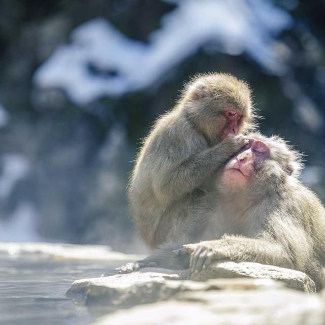 ภาพประกอบบทความ ใคร ๆ ก็ชอบแช่น้ำพุร้อน! ชมความน่ารักของลิงจ๋อแช่ออนเซ็นที่ ' สวนลิงจิโกคุดานิ ' ในฤดูหนาว 🙊