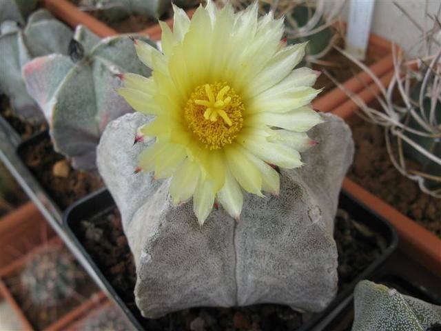 รูปภาพ:http://www.cactofili.org/images/plants/astrophytum_myriostigma_v_coahuilense_sb_1474_medium_124.jpg