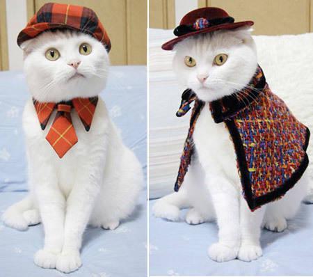 รูปภาพ:http://cdn.stylefrizz.com/img/cat-prin-the-tailor-of-a-cat-cat-clothes-4.jpg